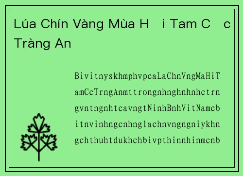 Lúa Chín Vàng Mùa Hội Tam Cốc Tràng An
